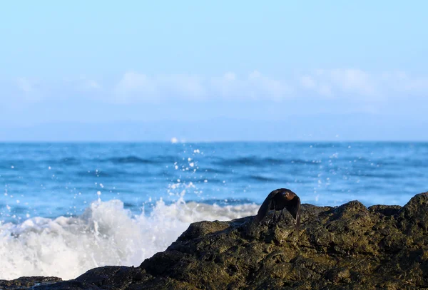 Dalga çökmesini uzak uçan kuş