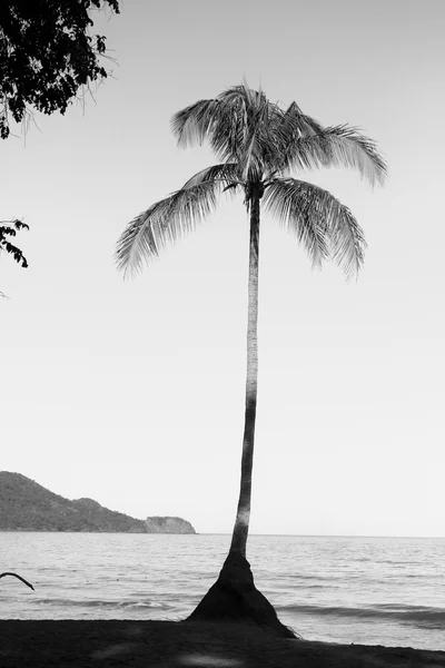 Palmiye ağacı silueti