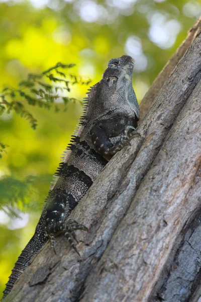 Ctensaura 线虫鬣蜥在树上 — 图库照片