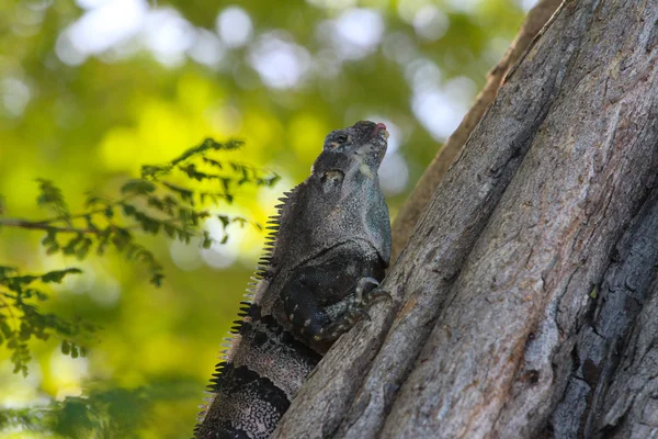 Dilini çıkarmış ağacındaki siyah dikenli kuyruklu Iguana