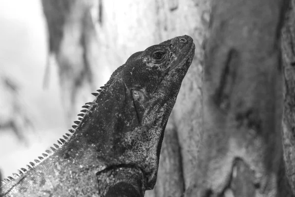 特写黑刺尾鬣蜥 — 图库照片
