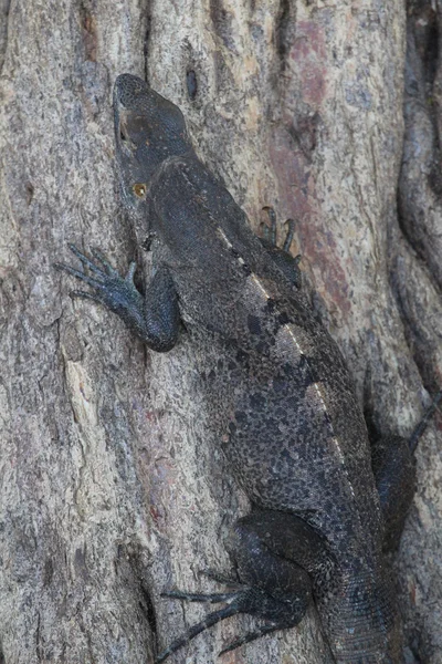 iguana ağaç üzerinde