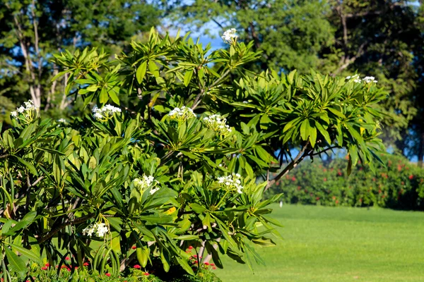 Güzel çiçekli ağaç ile çevre düzenlemesi