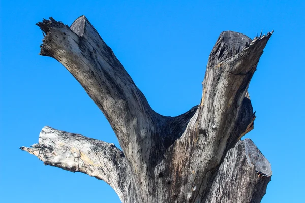 ölü ağaçlar ve mavi gökyüzü