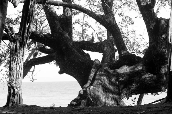 Arbre tordu par océan — Photo