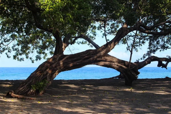 Sahilde büyük ağaç