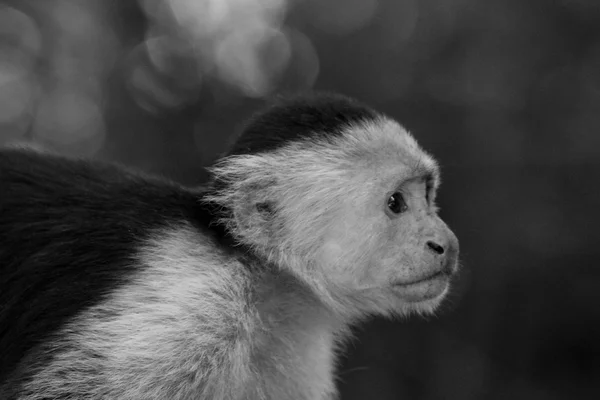 Capuchin maymun profili