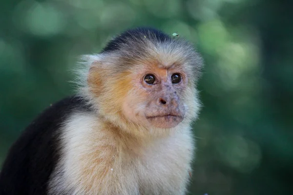 Kapucijnen Monkey staren uit — Stockfoto