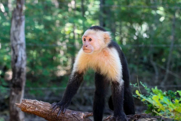 Capuchin maymunu dalı