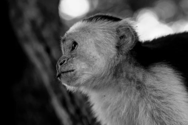 Profil de singe capucin — Photo