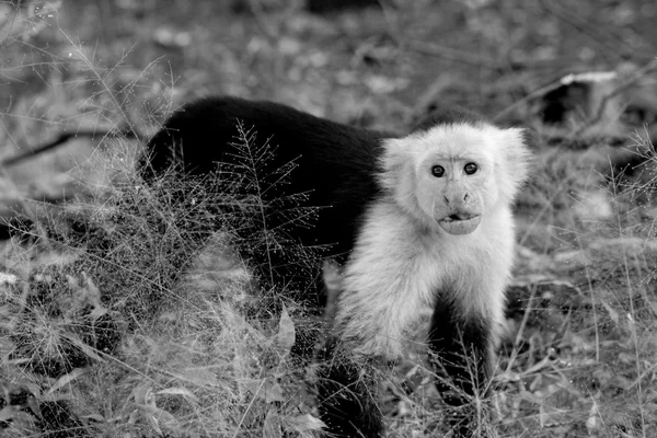 Kapucijnen aap op zoek nieuwsgierig — Stockfoto