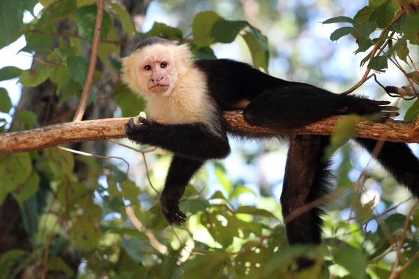 Capuchinos comiendo plátano — Foto de Stock