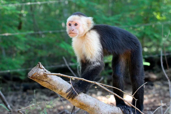 Vahşi doğada Capuchin