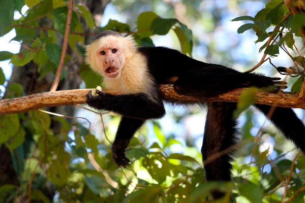 Capuchino con la boca abierta — Foto de Stock