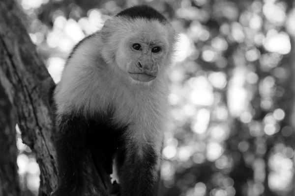 Capuchin maymunu aşağı bakıyor