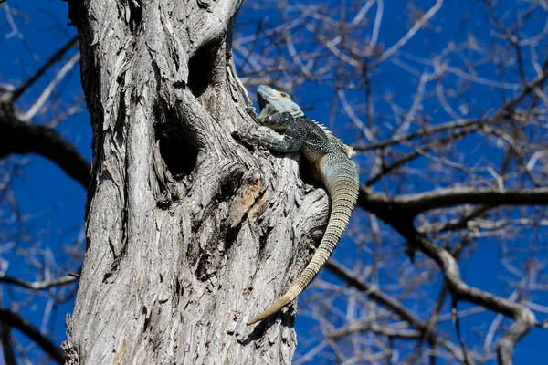 İguana ağaç tırmanma