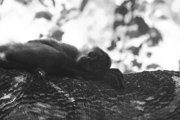 Geoffroy örümcek maymun dalda dinlenme