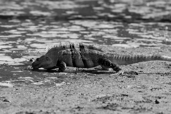 大 Ctensaur 鬣蜥喝水 — 图库照片
