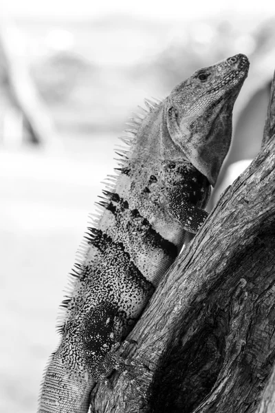 Cayman Brac Iguana Kosta Rika ağaç üzerinde