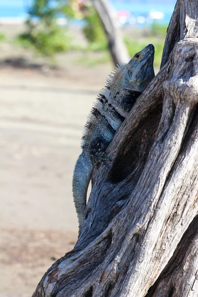 开曼布拉克岛鬣蜥在哥斯达黎加树上 — 图库照片