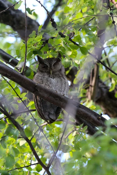 Büyük Boynuzlu Baykuş ağaçta