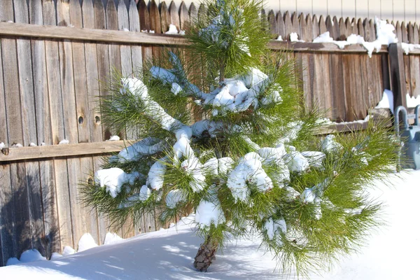 Çam ağacı çit tarafından kar kaplı