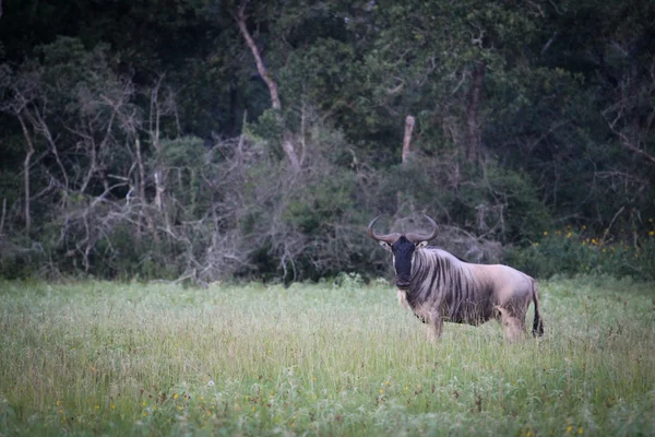Antilop ayakta alanındaki