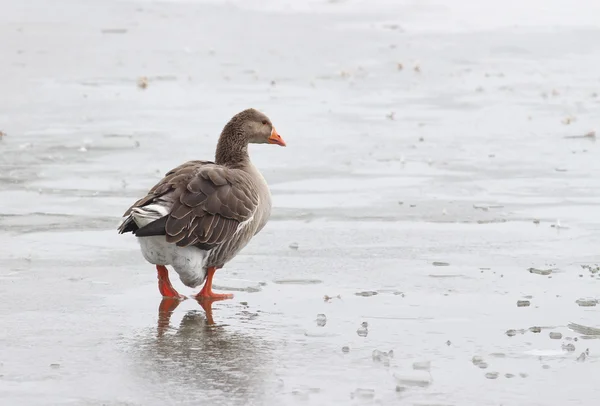Donmuş bir göl üzerinde yalnız ördek
