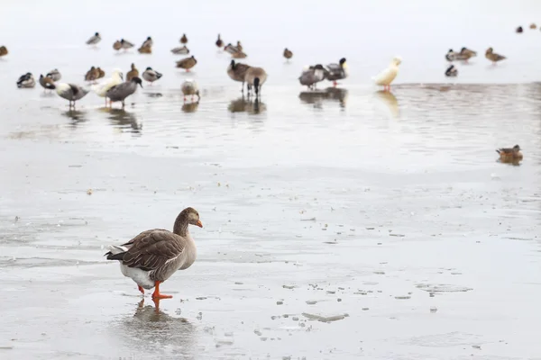 Donmuş bir göl üzerinde ördek