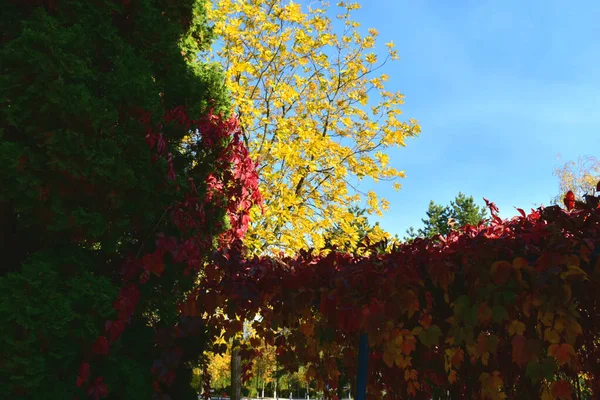 Coloridos árboles y arbustos otoñales contra el cielo azul. —  Fotos de Stock