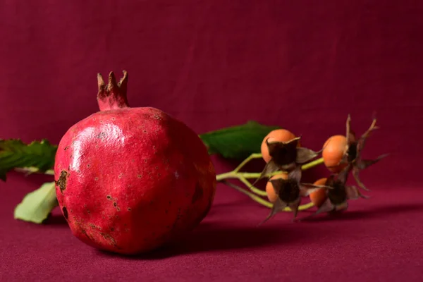 Romã e rosa mosqueta ramo em um fundo de Borgonha. — Fotografia de Stock