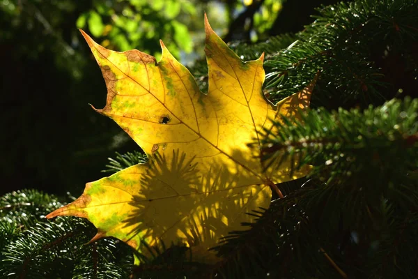 日没時にスプルースの枝に黄色いカエデの葉. — ストック写真