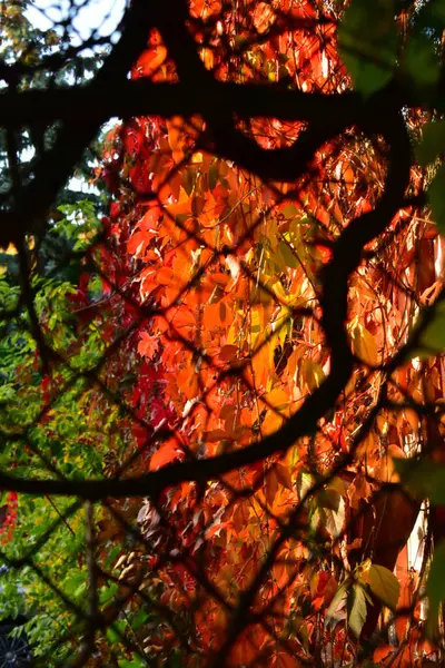 Вид красных листьев дикого винограда через решетку ясным осенним вечером. — стоковое фото