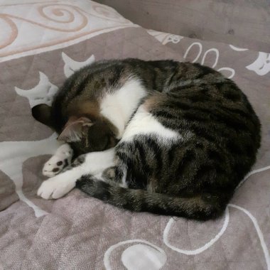 Kedi yatakta uyur, burnunu saklar.