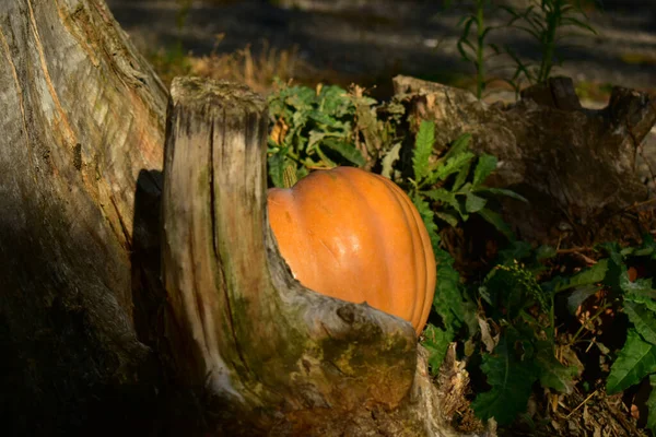 Uitzicht op de pompoen achter een droge boom in de vroege herfstochtend. — Stockfoto