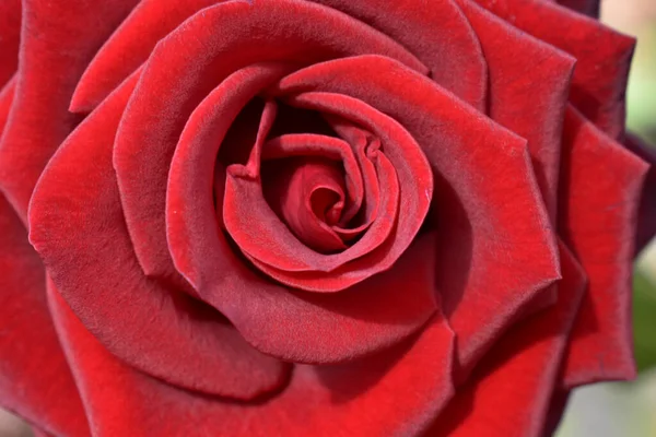 Hermosa Rosa Roja Primer Plano — Foto de Stock