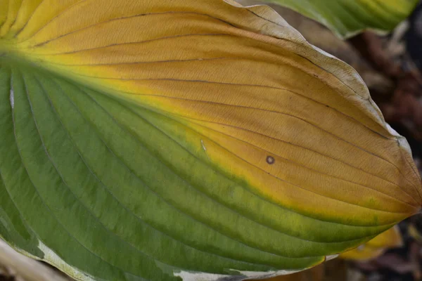 Von Sommer Bis Herbst Die Hälfte Des Hosta Blattes Färbte — Stockfoto