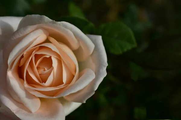 Hermosa Rosa Crema Primer Plano Del Jardín — Foto de Stock