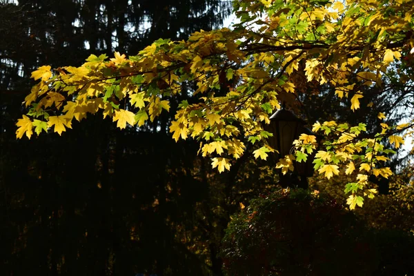 秋の晴れた日に公園内の美しいカエデの枝 — ストック写真