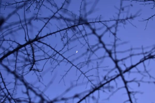 Junger Mond Abendhimmel Durch Äste — Stockfoto