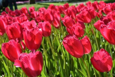 Parktaki güzel kırmızı laleler