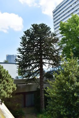 Almanya 'nın Bonn şehrinde Araucaria ağacı