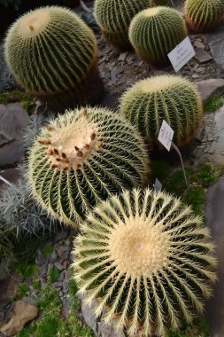 Botanik bahçesindeki küresel kaktüslerin en üst görüntüsü