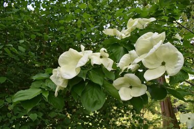 Bonn Botanik Bahçesi, Almanya 'da kır çiçekleri
