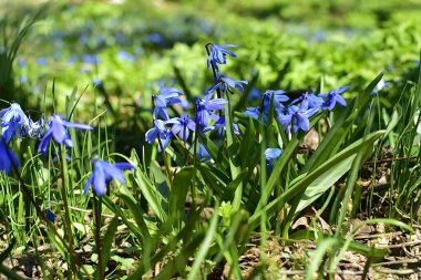 Scilla Siberica Bahar Ormanı 'nda