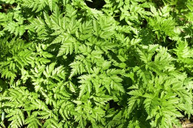 Ormandaki bahar otlarının arka planı