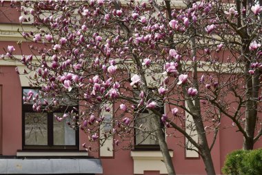 Binanın arka planında çiçek açan manolya