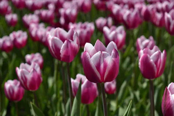 Schöne Rosa Tulpen Einem Sonnigen Frühlingstag — Stockfoto