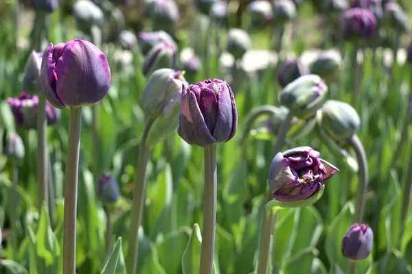 Knospen Lila Tulpen Auf Einem Blumenbeet — Stockfoto