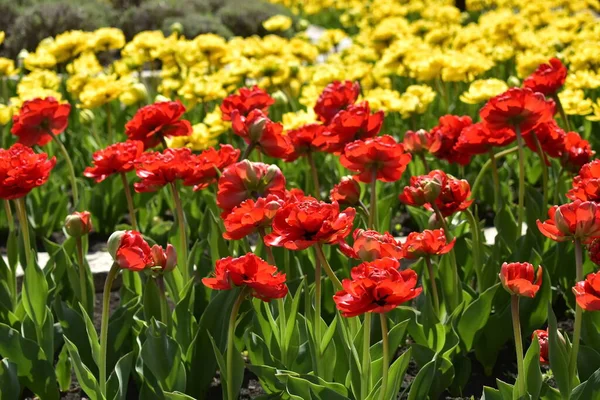 Rote Und Gelbe Tulpen Beet Des Park Flower Garden Pjatigorsk — Stockfoto